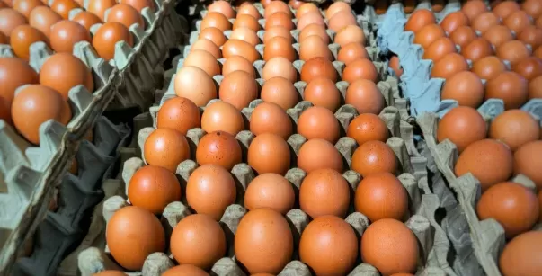 Egg Recall Alert: Salmonella Outbreak Linked to California Eggs