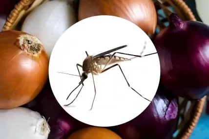 What to Eat to Repel Mosquitoes—and What to Avoid